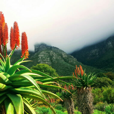 Aloe Ferox: An Ancient Plant Medicine Powerhouse for Your Health